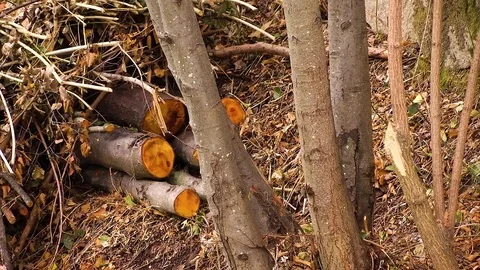 Cut Tree Texture Stock Footage 79502555