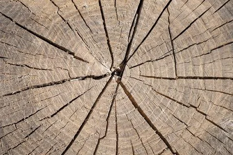 Cut tree texture of a old stump background Stock Photos