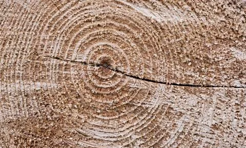 Cut tree texture Stock Photos