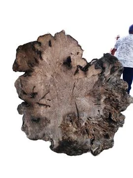 Cut of a tree on a transparent background. piece of wood in cross section w.. 스톡 사진