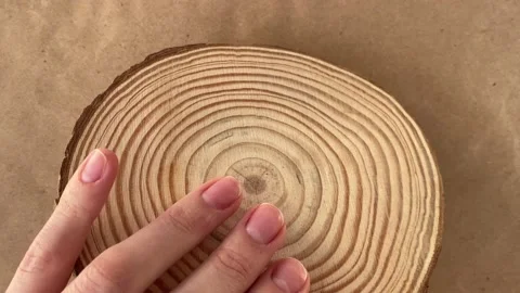 Cut of a tree trunk with annual rings on a vintage background in a woman's hand Stock Footage 230002305