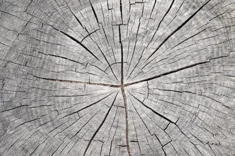 Cut tree trunk - annular rings Stock Photos