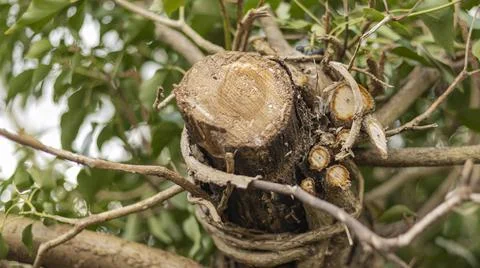 Cut tree trunk with blurred background Stock Photos