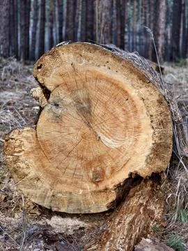 Cut tree trunk with clearly visible annual growth rings resting on the grou.. Stock-Fotos