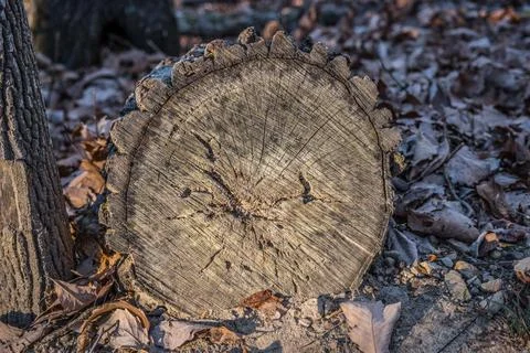 Cut tree trunk closeup Stock Photos