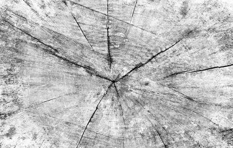 Cut Tree Trunk Cross Section Stock Photos