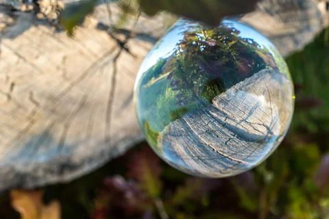 Cut a tree trunk with a crystal ball. Stock Photos