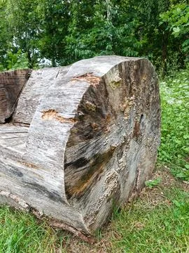 Cut tree trunk in forest clearing Stock Photos