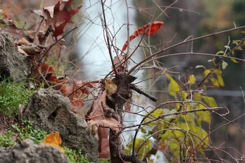 Cut tree trunk in front of the waterfalls of Edessa Greece Stock-Fotos