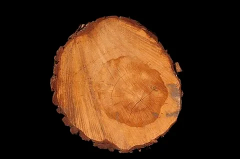 Cut tree trunk giving a view of the yearrings isolated on black background Stock Photos