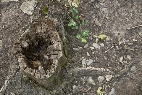 Cut tree trunk with hole in the middle Stock Photos