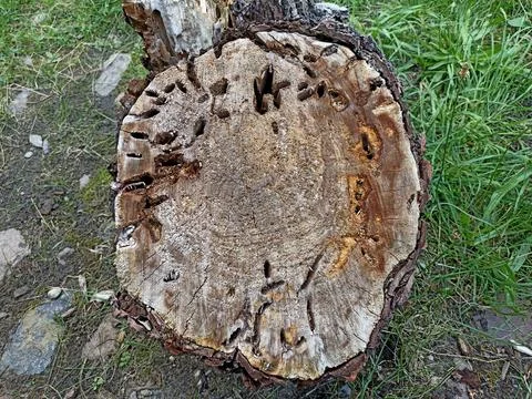 A cut tree trunk lying on the ground, eaten by bark beetles Stock Photos