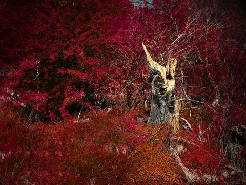Cut tree trunk in the middle of the red forest 스톡 사진