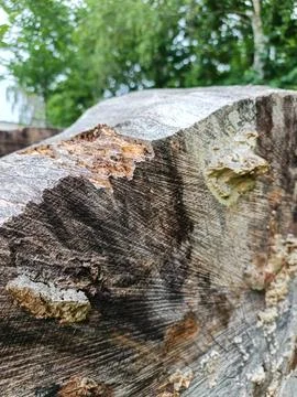 Cut tree trunk with moss growth Fotos de archivo
