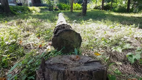 Cut tree trunk next to stump close up, long log on grass, sunny day, butterfly Видео 77511150
