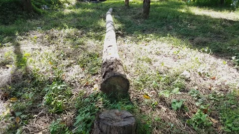 Cut tree trunk next to stump from above, long log on grass, sunny day, butterfly 스톡 동영상 77520169