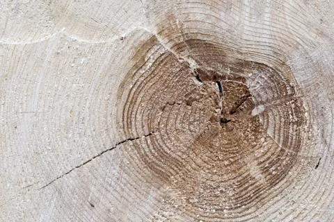 Cut tree trunk Foto stock