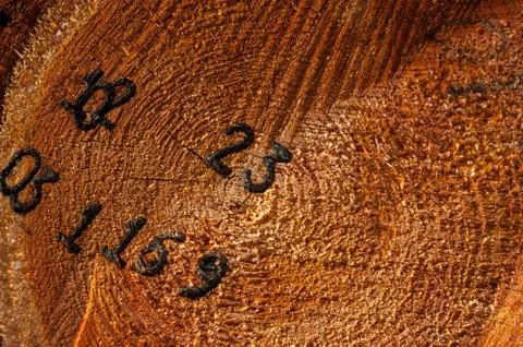 Cut the tree trunk. Stock Photos