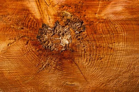 Cut the tree trunk. Stock Photos