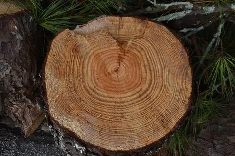 Cut tree trunk Stock Photos