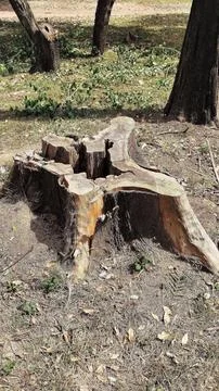 Cut tree trunk Foto stock