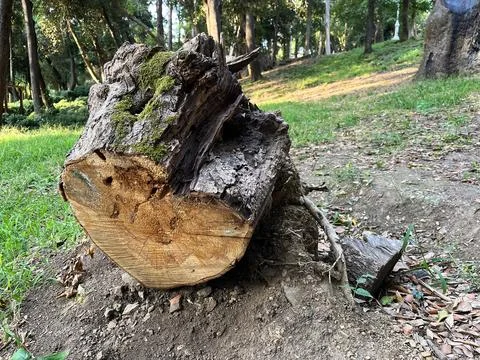 Cut tree trunk Stock Photos
