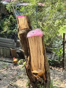 Cut Tree Trunk with Pink Marking (Two Stumps) Stock Photos