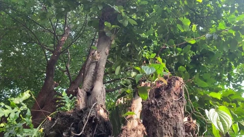 Cut Tree Trunk Regrowing, Environment Protection Concept Stock Footage 337874833