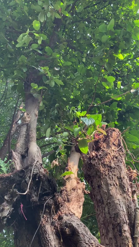 Cut Tree Trunk Regrowing, Environment Protection Concept Vidéo 337874852