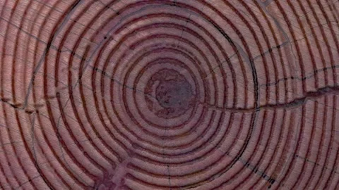 Cut tree trunk rotating. Looping Stockbeeldmateriaal 132430537