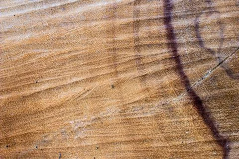 Cut tree trunk scored surface texture background Foto stock