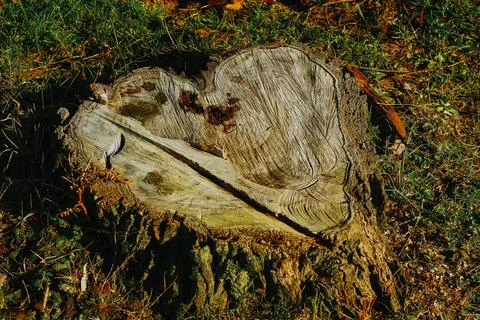 The cut in the tree trunk in the shape of a heart Stock Photos