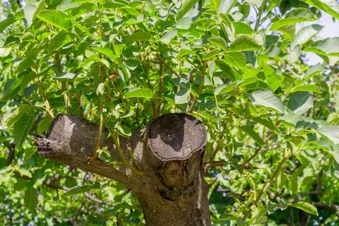 Cut tree trunk sprouting fresh green leaves in summer sunlight showing regr.. Stock Photos