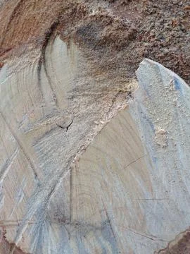 Cut Tree Trunk Surface With Sawdust Stock Photos