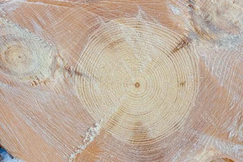 Cut tree trunk surface texture close up. Stock Photos