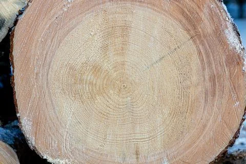 Cut tree trunk surface texture close up. Stock Photos