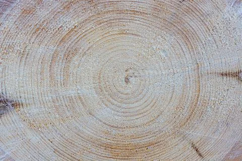 Cut tree trunk surface texture close up. Stock Photos