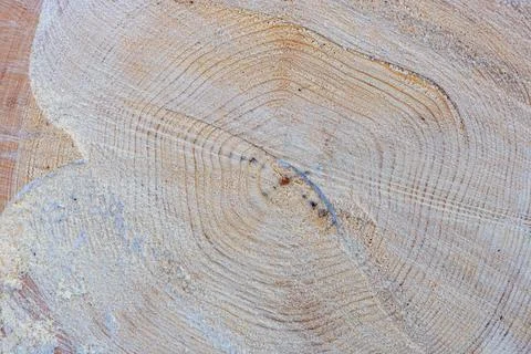 Cut tree trunk surface texture close up. Stock Photos