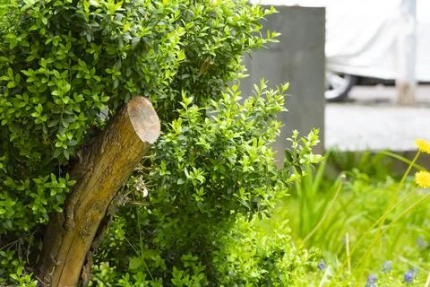 Cut Tree Trunk Surrounded by Fresh Green Leaves Stock Photos