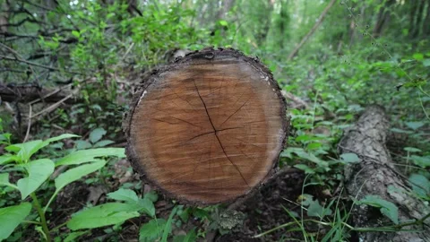 Cut Tree Trunk in Think Green Forest, Deforestation Concept Stock Footage 346601404