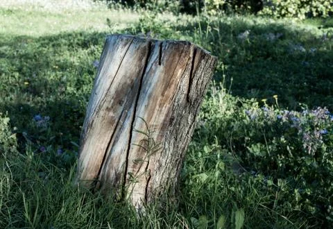 Cut tree trunk within grass and flowers Stock Photos