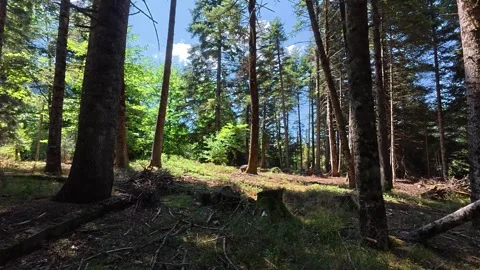 Cut Tree Trunks And Logging Debris In Fir Forest Under Summer Sun Stock Footage 326164719