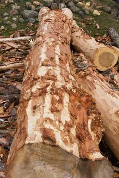 Cut tree trunks and stripped bark with ax and prepared to make planks or boar 写真素材