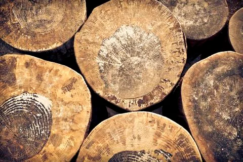 Cut tree trunks background Stock Photos