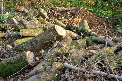 Cut tree trunks during forest clearings. Stock Photos