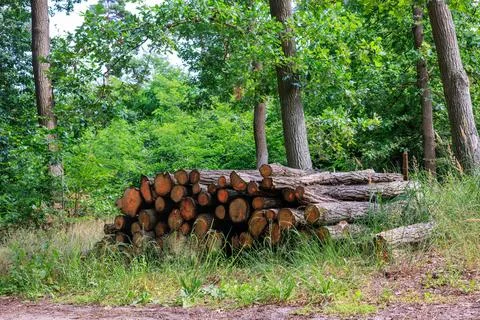 Cut tree trunks in the forest are stacked in a pyramid and prepared for rem.. Stock Photos