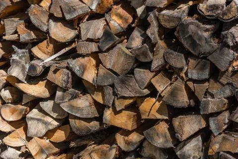 Cut tree trunks in a forest Stock Photos