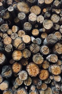 Cut tree trunks in the forest Foto stock