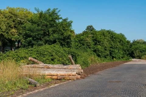 Cut tree trunks lie in a pile on the side of the road. Stock Photos