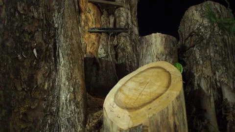 Cut tree trunks at night Stock Photos